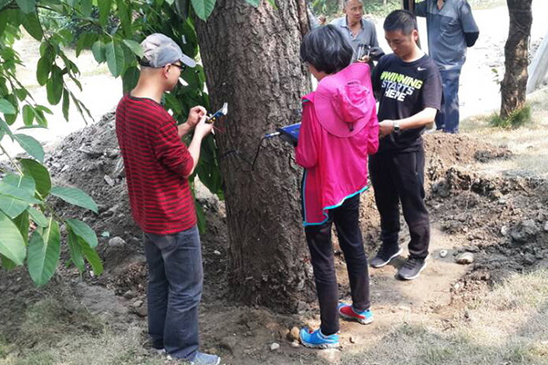 成都市植物园植保专家为布恩庄园景观树  提供复壮技术咨询