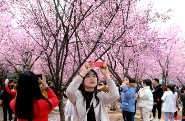 阳光明媚，植物园美