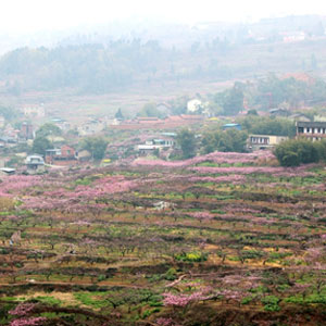 四季花木观赏指南-（桃花）