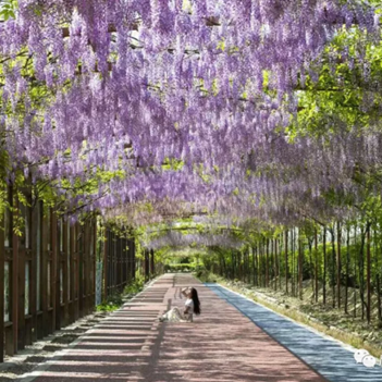 四季花木观赏指南-（紫藤）