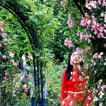 四季花木观赏指南-（玫瑰、月季、蔷薇）