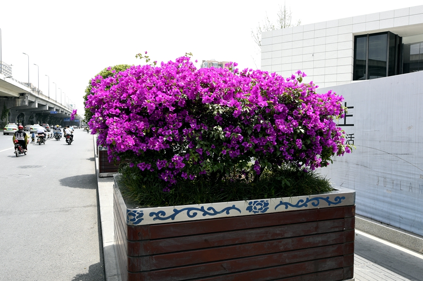 四季花木观赏指南-（三角梅） 