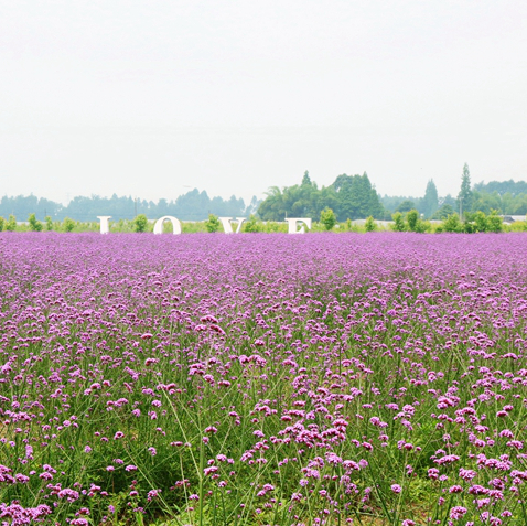 四季花木观赏指南-（薰衣草、柳叶马鞭草、滨菊）  