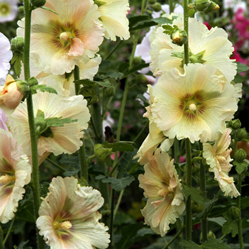 四季花木观赏指南-（蜀葵）