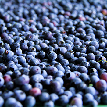 四季花木观赏指南-（蓝莓）