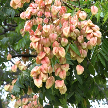 四季花木观赏指南-（栾树）