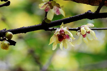 四季花木观赏指南-（蜡梅）