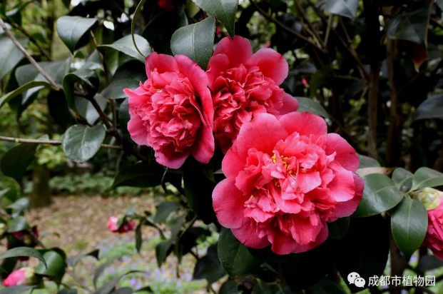 云游成植_山茶﹒惟有山茶偏耐久，绿丛又放数枝红。