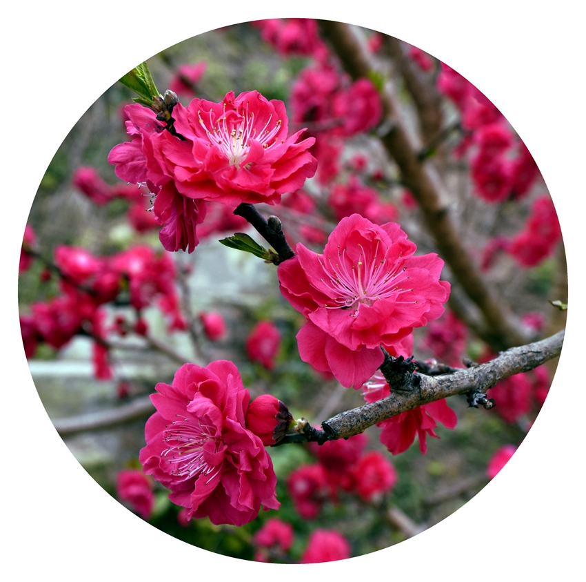 四季花木观赏指南-（桃花）