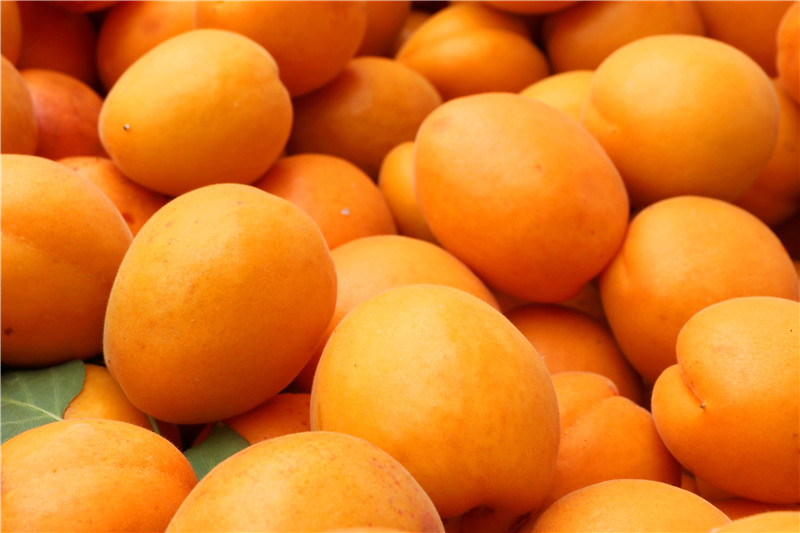 四季花木观赏指南--杏子