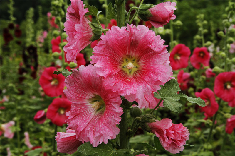 四季花木观赏指南--蜀葵