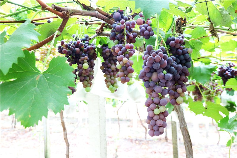 四季花木观赏指南--葡萄