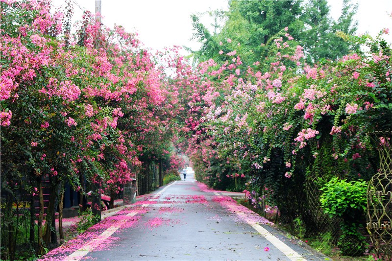 四季花木观赏指南--紫薇