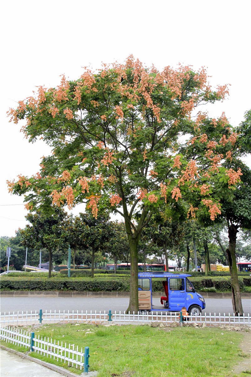 四季花木观赏指南--栾树