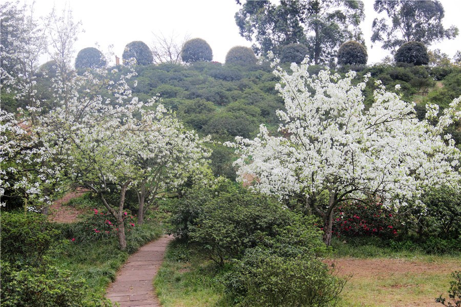 四季花木观赏指南--梨花、李花