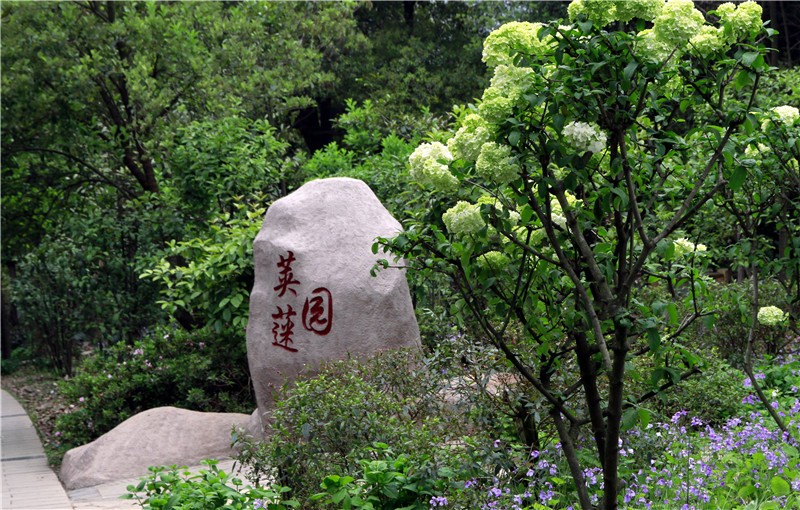 四季花木观赏指南--绣球荚蒾