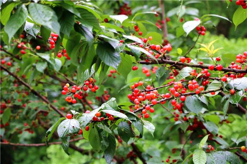 四季花木观赏指南--樱桃（果）