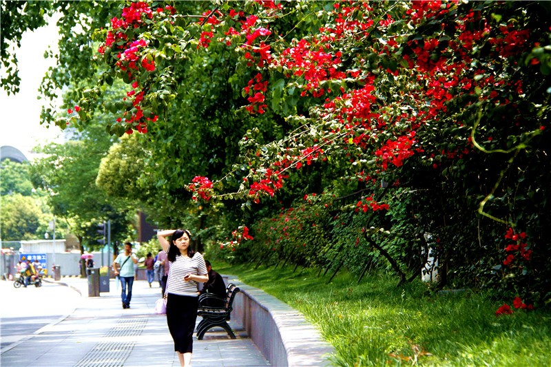 四季花木观赏指南--三角梅
