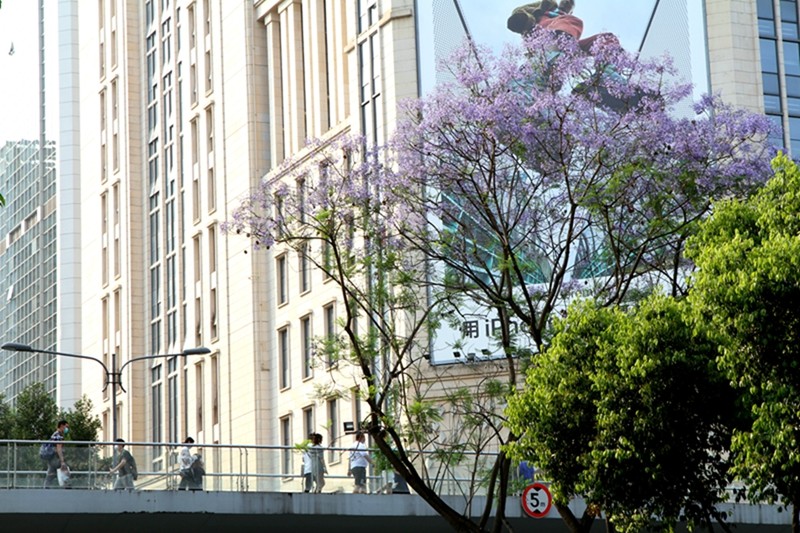 四季花木观赏指南--蓝花楹