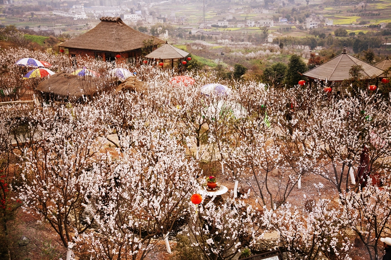 四季花木观赏指南--杏花