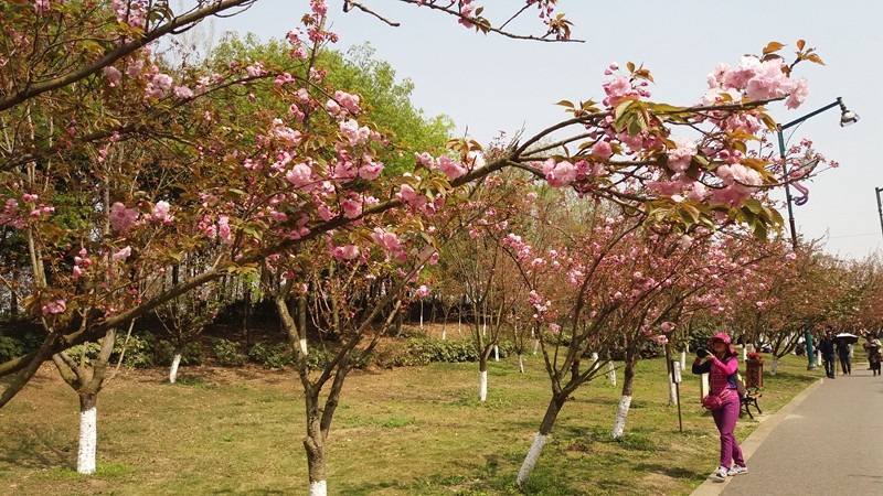 四季花木观赏指南-樱花