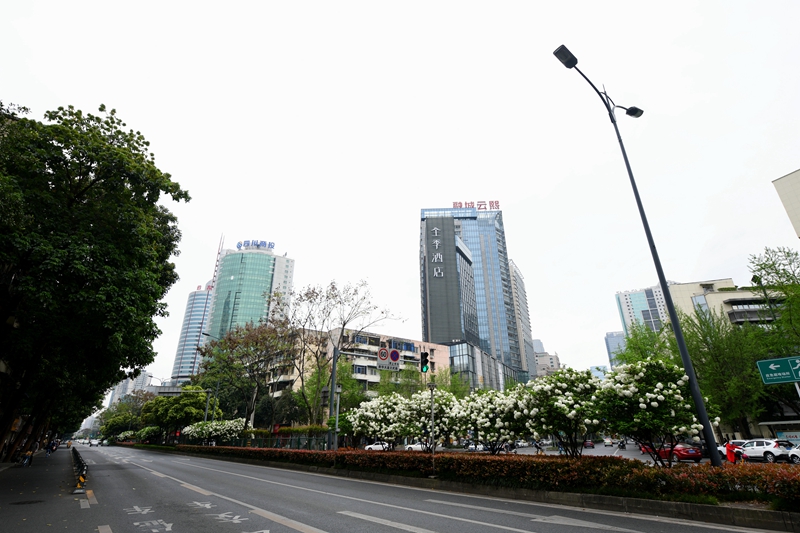 四季花木观赏指南--绣球荚蒾