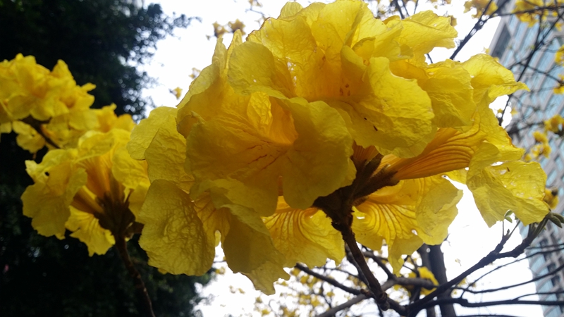 四季花木观赏指南--黄钟木