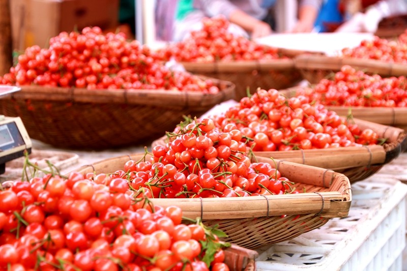 四季花木观赏指南--樱桃（果）