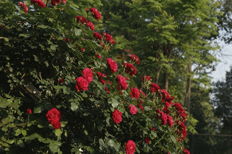 四季花木观赏指南--玫瑰月季