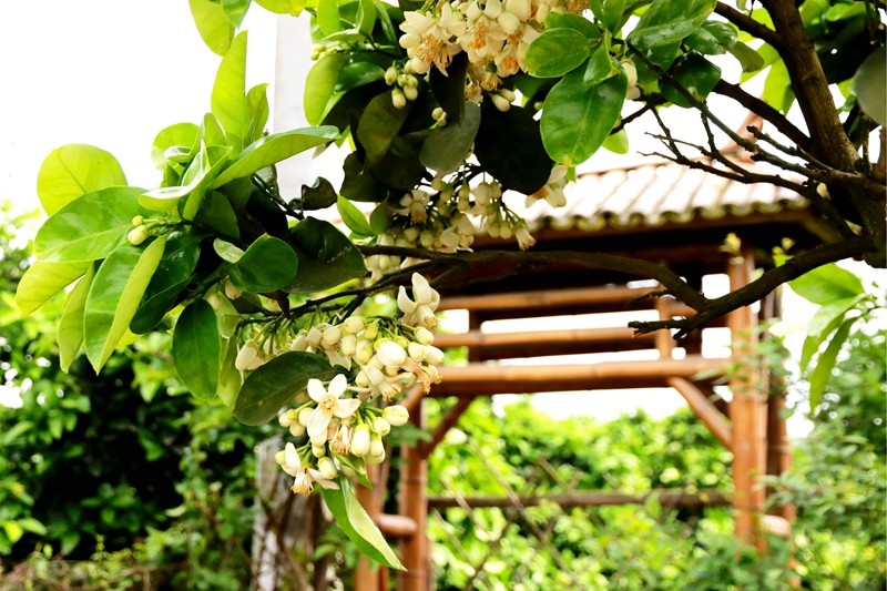 四季花木观赏指南--柚（花）