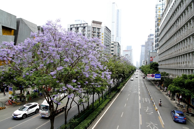 四季花木观赏指南--蓝花楹