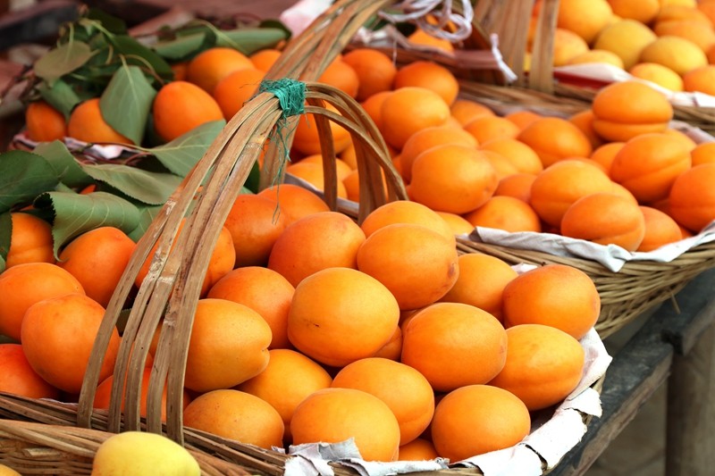 四季花木观赏指南--杏子