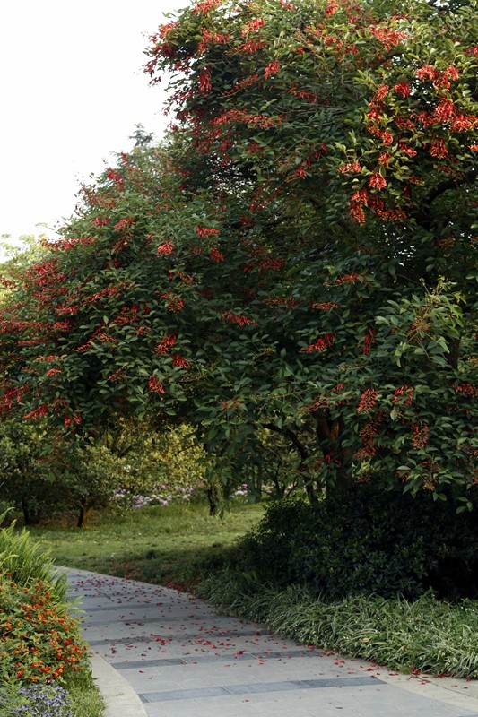 四季花木观赏指南-鸡冠刺桐