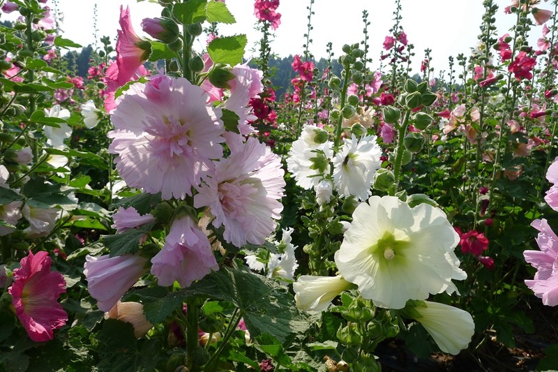 四季花木观赏指南--蜀葵