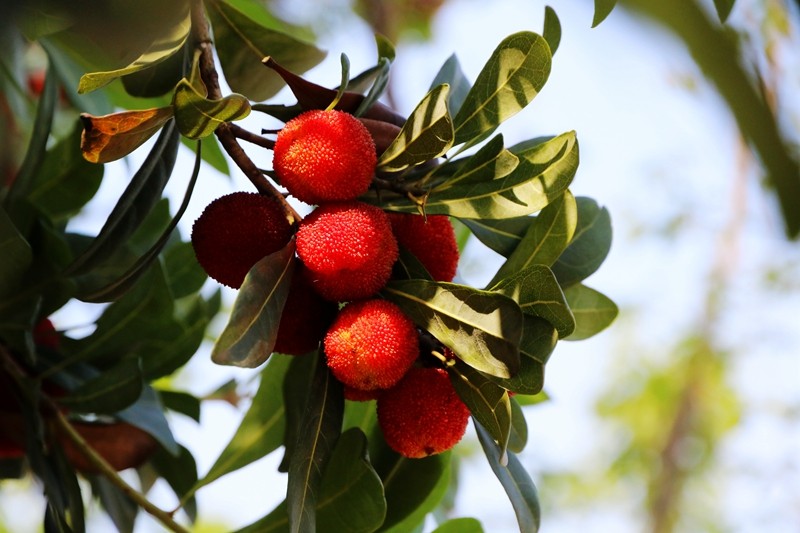 四季花木观赏指南--杨梅