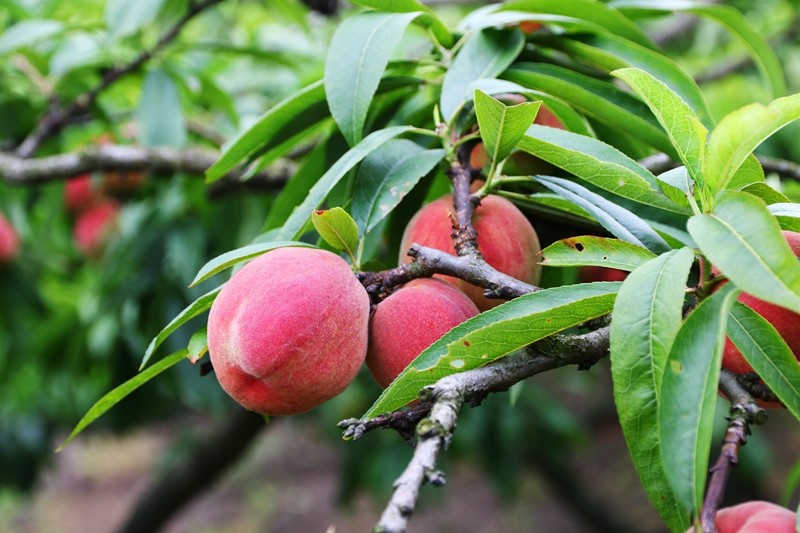 四季花木观赏指南--桃子
