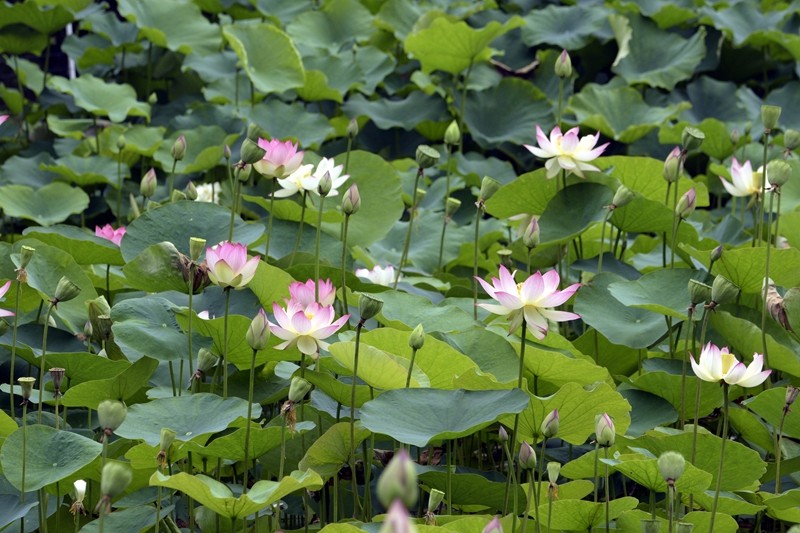 四季花木观赏指南-荷花
