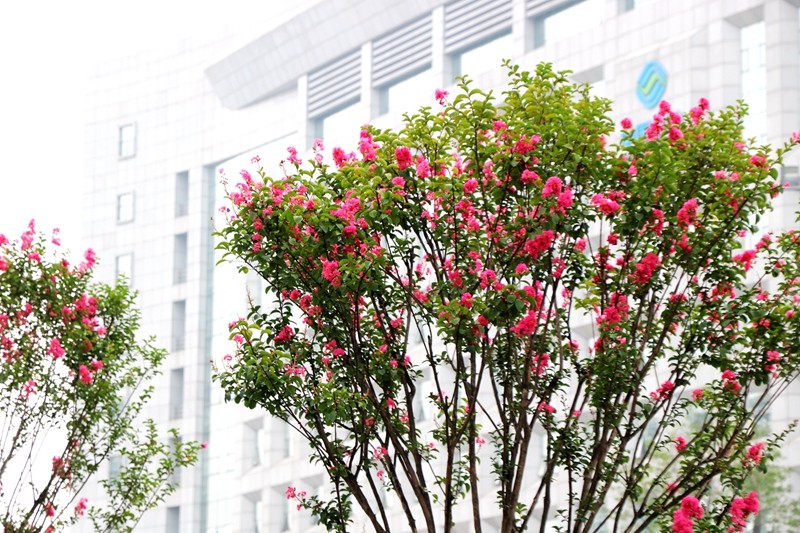 四季观花指南 --- 紫薇  