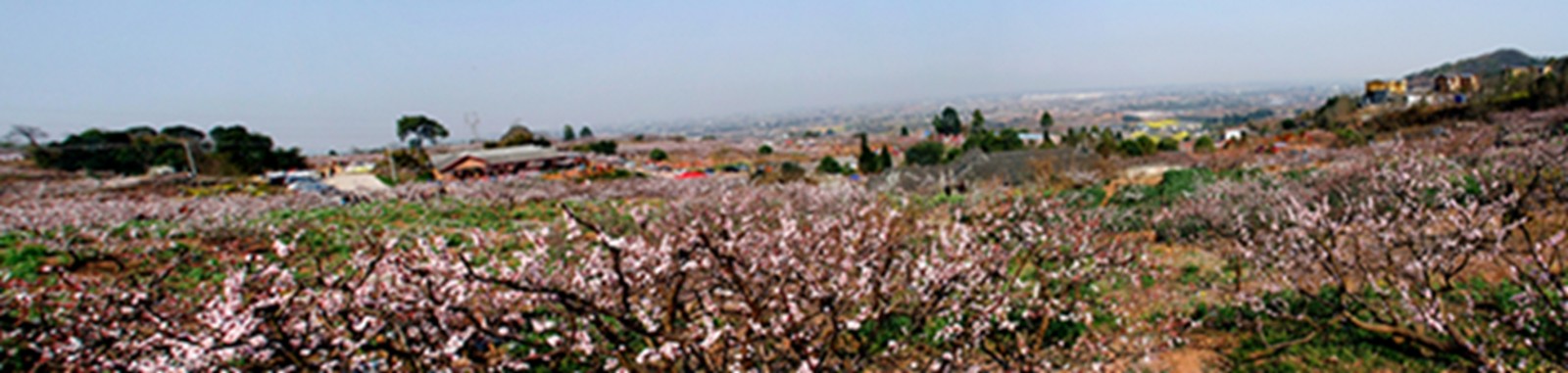 2025年3月--1杏花观赏